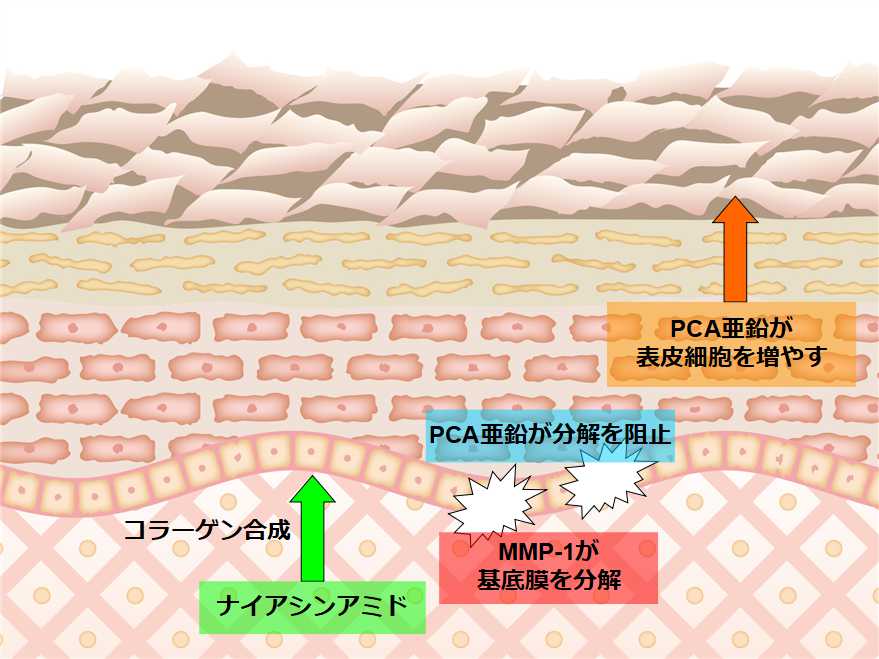 PCA亜鉛