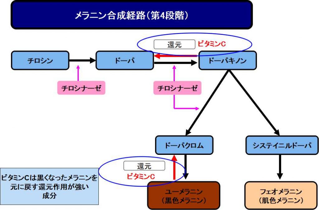 ビタミンCの美白効果