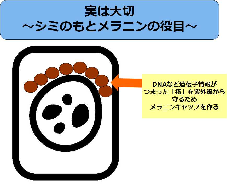 メラニンを分解・分散