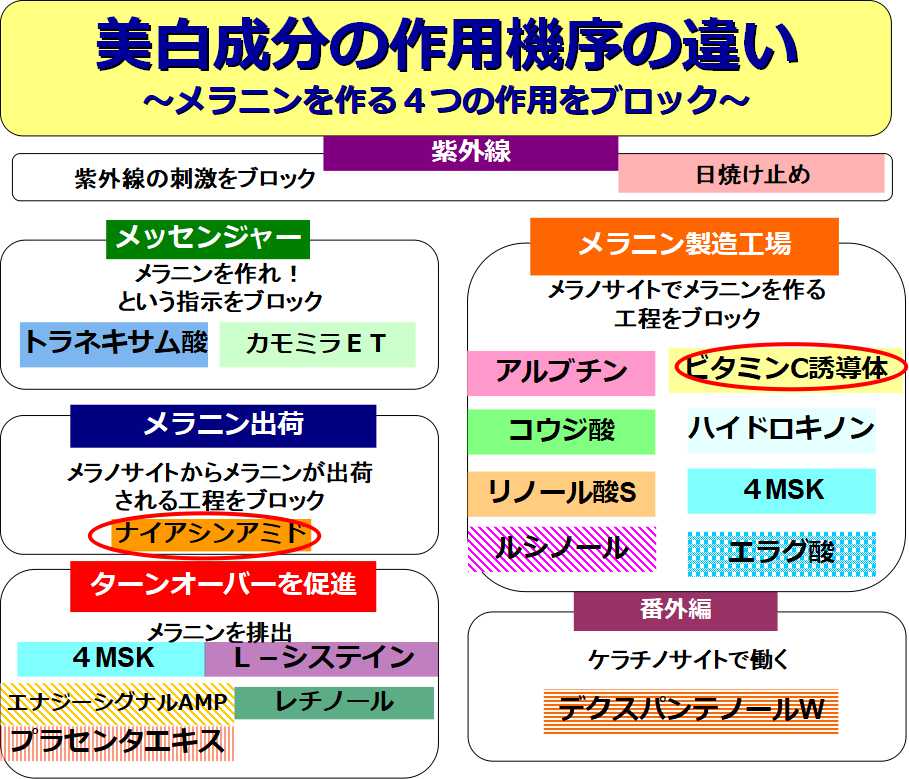美白成分作用機序の違い