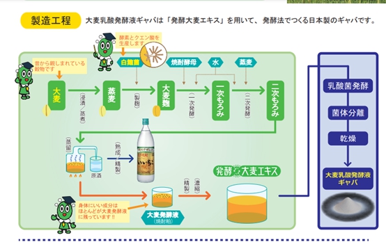 大麦乳酸発酵液GABA製造方法