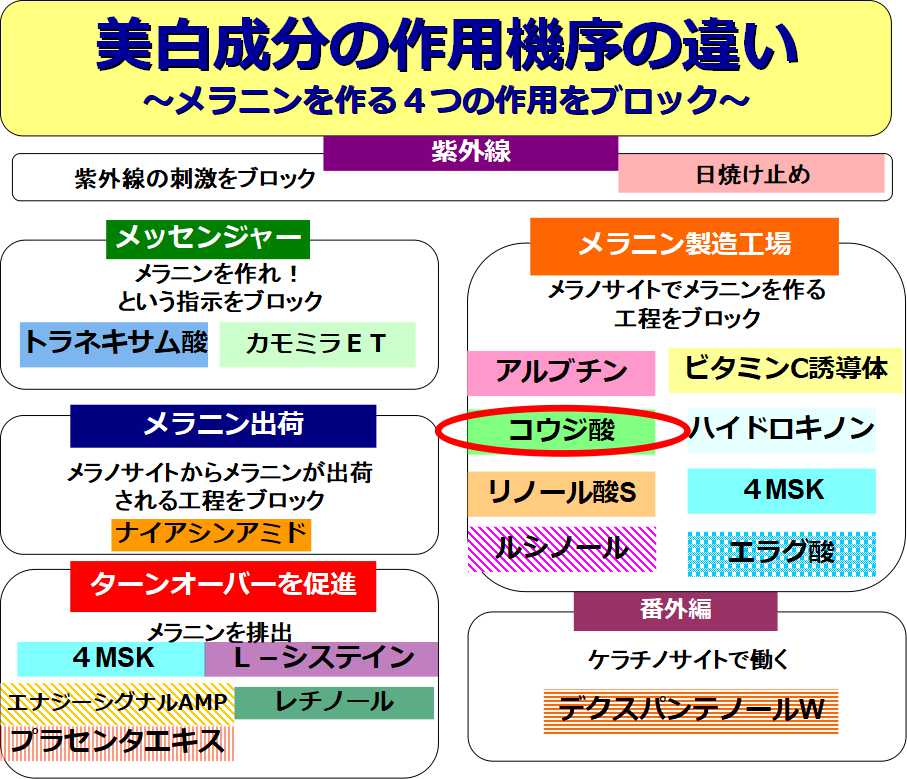 美白の作用機序