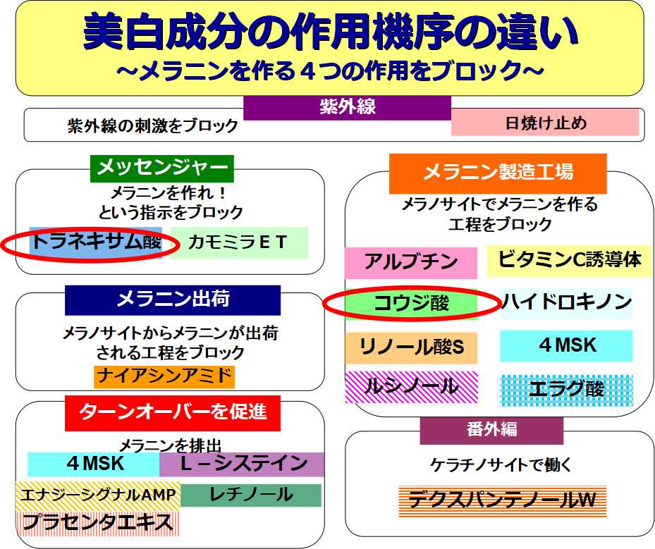 美白の作用機序