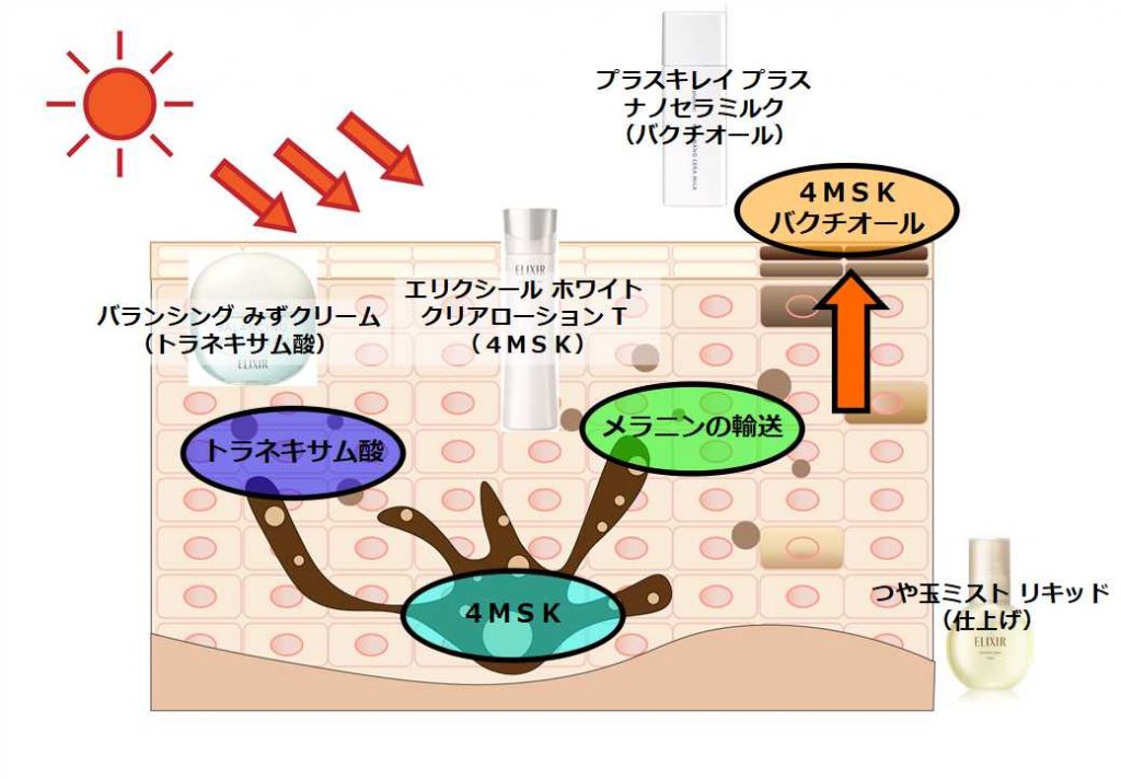 エリクシール夏（朝）