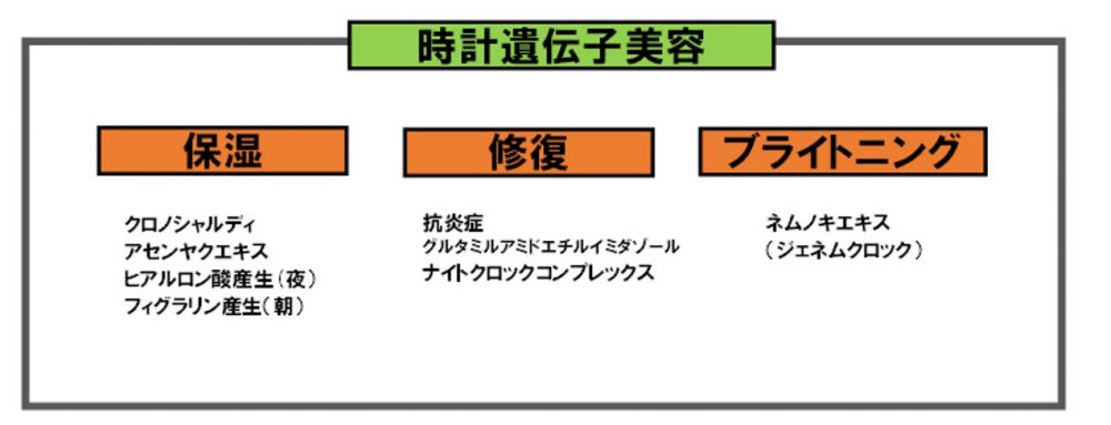 時計遺伝子美容